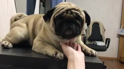 Sleeping pug adorably snores during nap