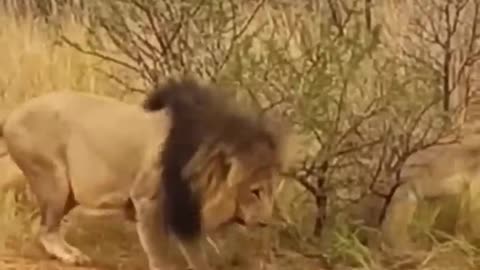 Many lions catch crocodiles