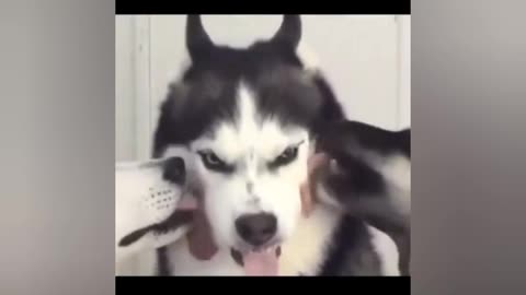 Very funny Video with Animals 🤣🤣