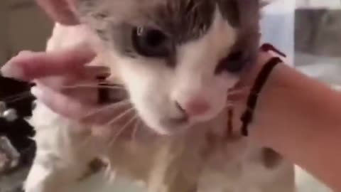 Disgruntled Cats Get the Most Unusual Beauty Treatment