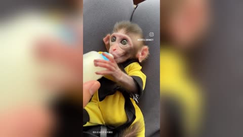 Funny monkeys will make you Funny and cute compilation - Must watch!