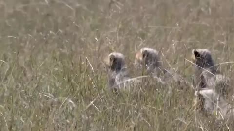 Touching Story ! Lion Becomes Gentle To Adopt Cheetah's Cubs - Cheetah Vs ,Oryx-11