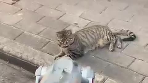 Cute cat vs robot