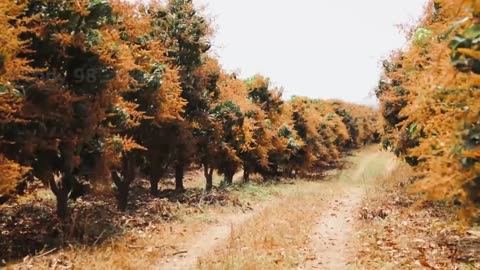 Australian Farmers Produce Thousands Of Tons Of Mangoes This Way - Australian Farming