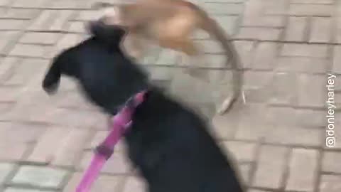 Capuchin Monkey Teasing & Playing with Dog