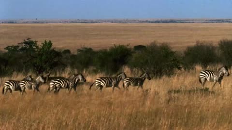 Great migration ! World One's Free Documentary natural