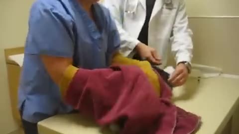 Psycho Cat Beats Up On Vet