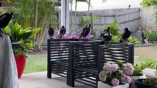 Kicking Back with a Family of Magpies