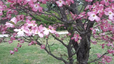 Legend of the dogwood tree