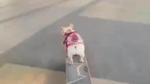 Cute Dog Enjoying Skate