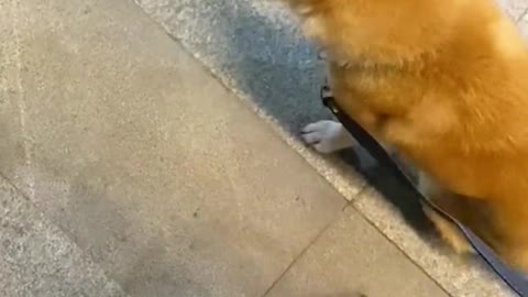 The dog that likes its owner very much is reluctant to leave