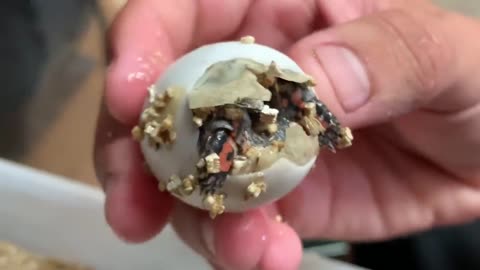 LIVE HATCHING OF EXOTIC BABY RED TORTOISE EGGS