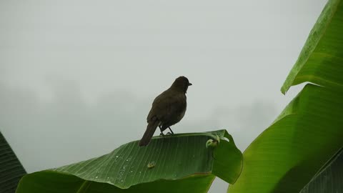 bird-black-jackdaw-tree-crow