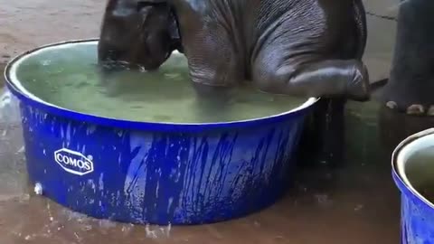 Bathing of baby elephant