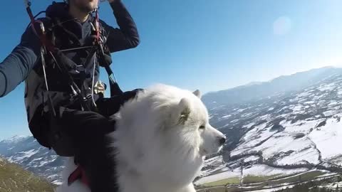 Parachuting with my dog😍