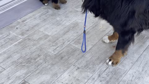 Older Dog Protests When Puppy Won't Move