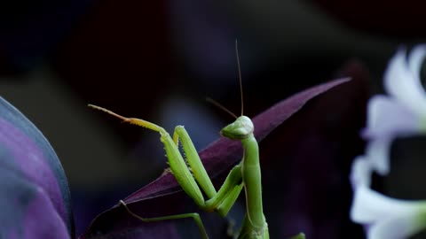 Green mantis religiosa