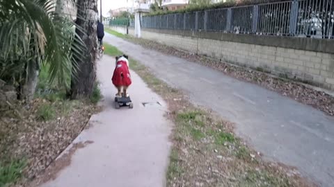 Dog Skateboards Behind Biking Owner on Narrow Path