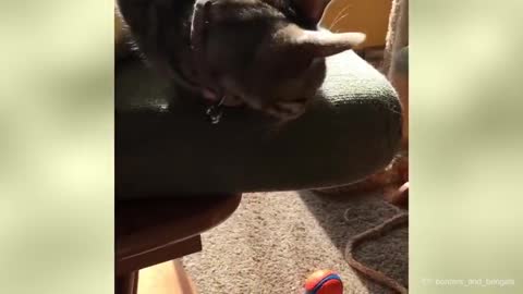 Cat Fails 101