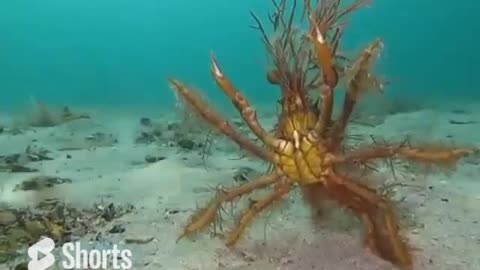 Huge & Intimidating Fancy Decorator Crab #shorts #shortvideo #video #virals #videoviral