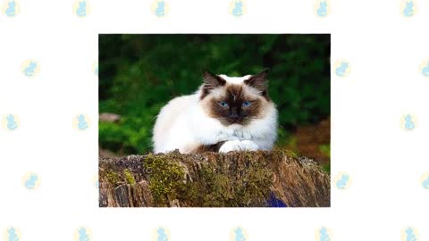 Siamese Cat VS. Himalayan Cat 2021