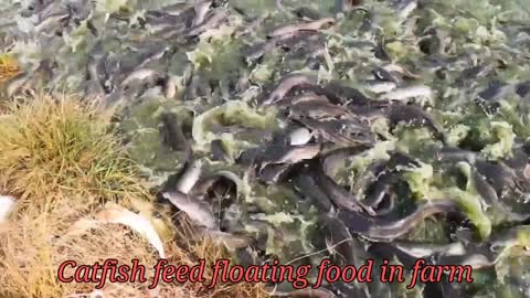 Catfish feeding in fish farm