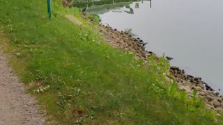 Egret on the lake