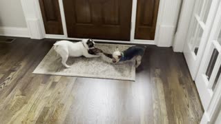 Frenchie pulls Yorkie