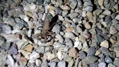 Giant Whip Scorpion (Mastigoproctus giganteus) in Arizona 🦂🦂🦂😱☮💖🔵