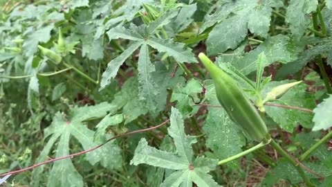 Patara - Homesteading: Appalachian meals in the Great Depression