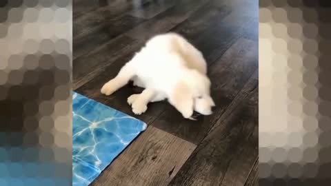 Puppy’s trying to catch his tail