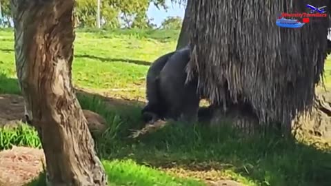 AMAZING WILDLIFE AT WERRIBEE OPEN RANGE ZOO IN AUSTRALIA !!!!