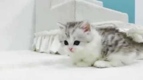 cute cat small lag