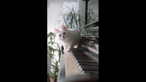 Cat playing piano