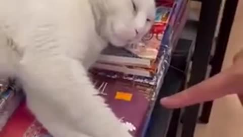 😼📕Book Seller