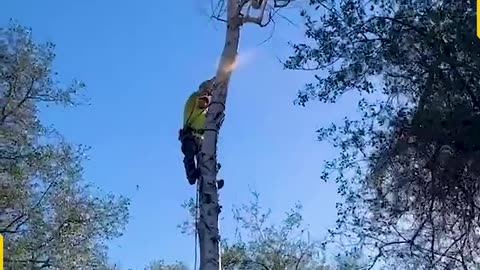 A_challenging_day_in_the_world_of_tree_whisperers!(720p)