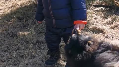 Dog kissing 2years Baby boy Hands