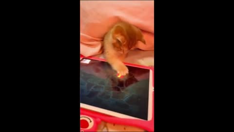 Funny animal videos 2023 - Funny cats/dogs