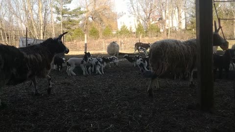 Lamb races from the ground angle