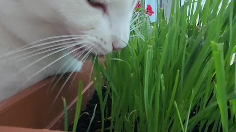 Cat Princess Banu nibbles on some grass