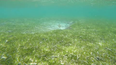 Snorkeling Adventures Philippines. Mantigue Island, Camiguin