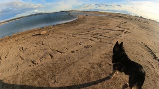 Indy at Folsom Lake