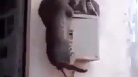 funny cats ran out of space