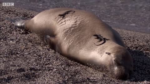 Surprising Allies Help These Iguanas and Sea Lions | BBC Earth