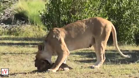 Lioness mother struggles to pick up her naughty baby cub