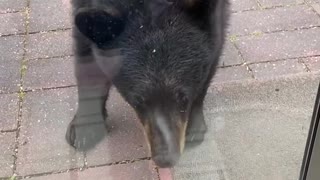 Young Bear Meets Bella the Cat