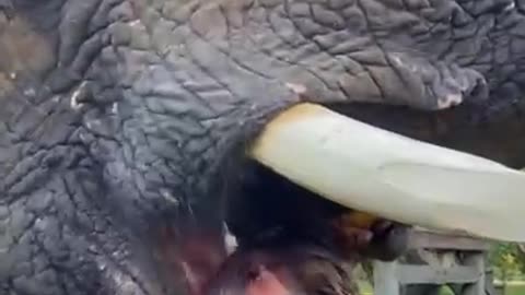 Elephant eating food