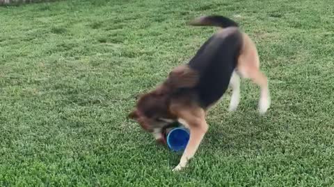 Dog running around with toy