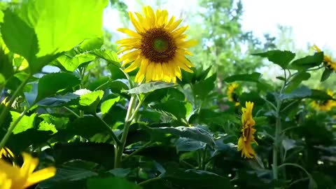 Brilliant sunflower HD real shot