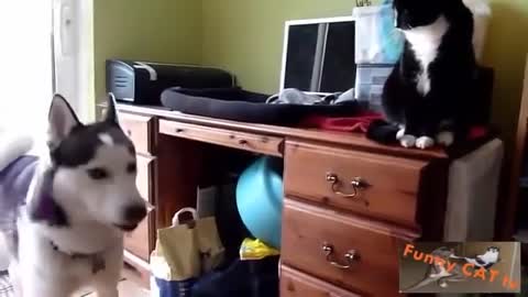 (Cats and Dogs Meeting Each other For The First Time)